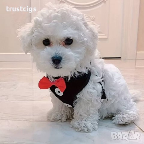 Нагръдник с каишка за домашен любимец S, снимка 2 - За кучета - 44483722