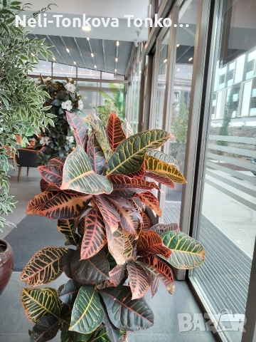 Почистване с Рейнбоу. Основно. Керхер. Парачистачка за Бани. качествени препарати💦💙 , снимка 18 - Почистване на домове - 52546182