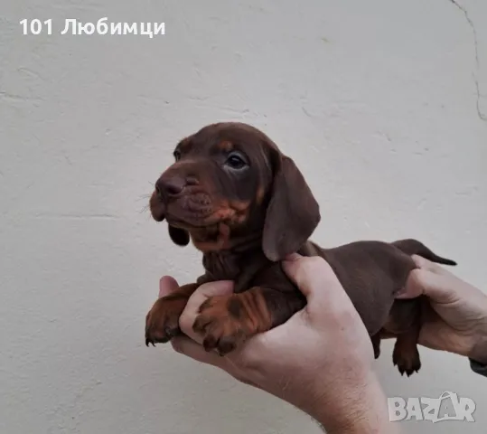 Шоко Дакели , снимка 5 - Дакели - 47450586