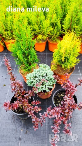 Промо пакет от 5 бр студоустойчиви растения!, снимка 3 - Градински цветя и растения - 51431387