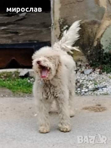 Логото обучено за трюфели, снимка 6 - Други - 54040265