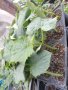 Продавам разсад домати краставици пипер ягоди тиквички и др, снимка 4