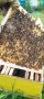 Пчелни отводки лицензиран производител (биологични и конвенционални), снимка 2