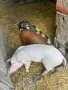 🐷 Продаваме 5 броя малки прасенца, снимка 1