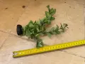 Изкуствени декорации за аквариум, снимка 5