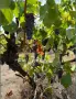 Продавам грозде🍇 Памид, снимка 3