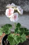 К-т от две сортови мушката (пеларгонии), снимка 4