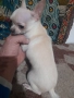 Продавам чихуахуа, снимка 10