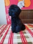 Мини пудел , снимка 9