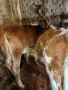 2 женски телата по 4 месеца , снимка 3