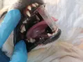 Почистване на зъбен камък на куче, снимка 2