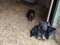 Немски Овчарки, снимка 5