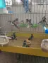 Продавам японски амадини, снимка 2