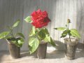 Китайска роза-хибискус, снимка 1 - Стайни растения - 42741504