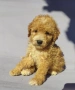 пудел / мини пудел, снимка 9