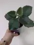 Каланхое, kalanchoe beharensis Fang, снимка 1