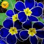 100 бр редки семена от цвете цветя синя вечерна иглика лесни за засаждане в градината градински деко, снимка 1