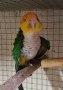 Папагал Кайка-ръжевотеменна, снимка 4