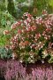 Абелия Грандифлора Прострата, Аbelia Grandiflora Prostrata!!!, снимка 1 - Градински цветя и растения - 42224460