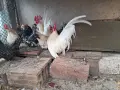 Шабо на различни възраст, снимка 2