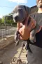 Питбули блу нос , снимка 4