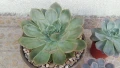 Ешеверия различни размери, снимка 8