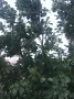 Синя слива-стенлей, снимка 2