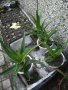 Сукуленти, кактуси, цветя - различни видове , снимка 8