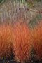 Мискантус Пурпурасценс, студоустойчива трева, снимка 9