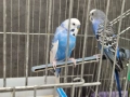 Чифт вълнисти папагали с клетка, снимка 7