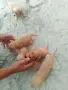 Кокер шпанъоли мъжки и женски, снимка 2