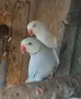 малък александър перфектен чифт., снимка 6