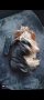 Йорки за разплод, снимка 1 - Йоркширски териер - 44270990