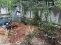 Подарявам дръвчета "Драцена"., снимка 4