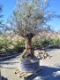 Продавам маслинови дървета, снимка 1