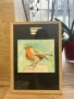 Ръчно рисувана акварелна картина – Червеношийка, снимка 1