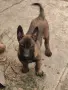 Белгийска овчарка !!! , снимка 6