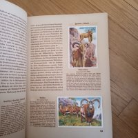 Две стари немски книги , снимка 4 - Други ценни предмети - 40309287