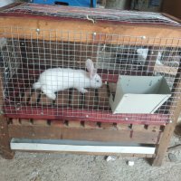 Клетка за зайци , снимка 7 - Други стоки за животни - 42283556