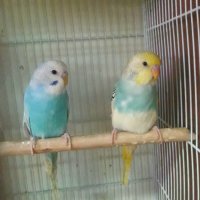 Вълнисти папагали, снимка 2 - Папагали - 36686100