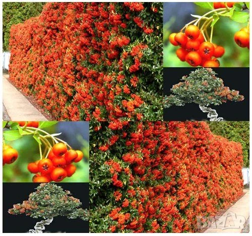 Пираканта оранжева, снимка 1