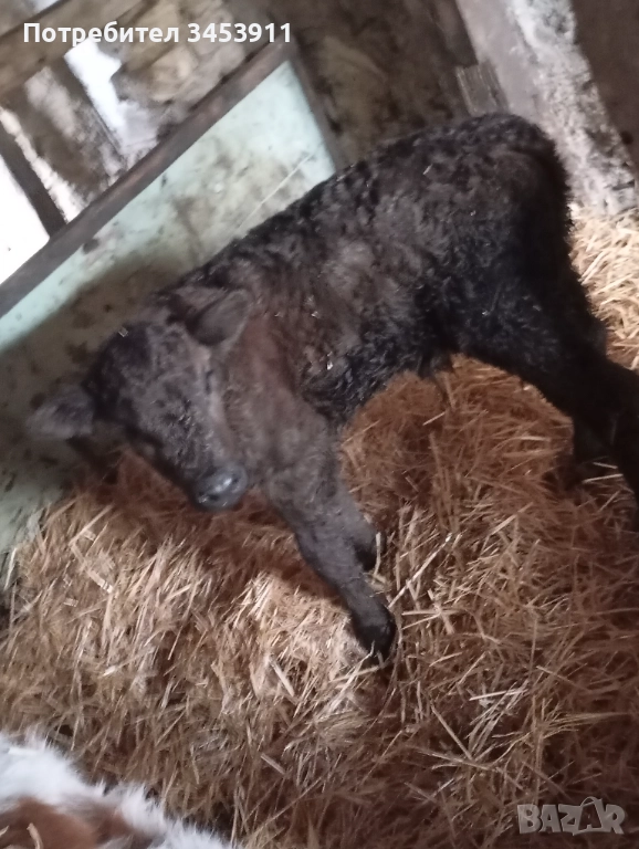 Месодайни мъжко Абърдийн , снимка 1