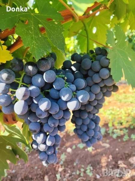 Грозде за вино и ракия около 200кг различни сортове, снимка 1