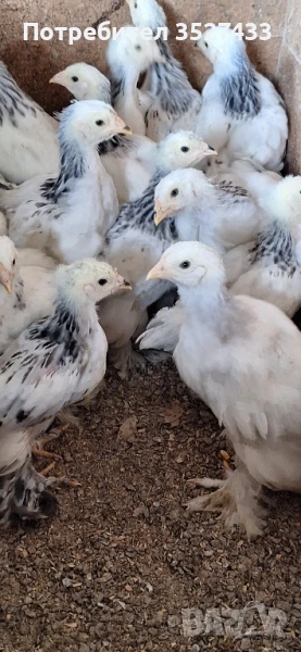 Колумбийски брами, снимка 1