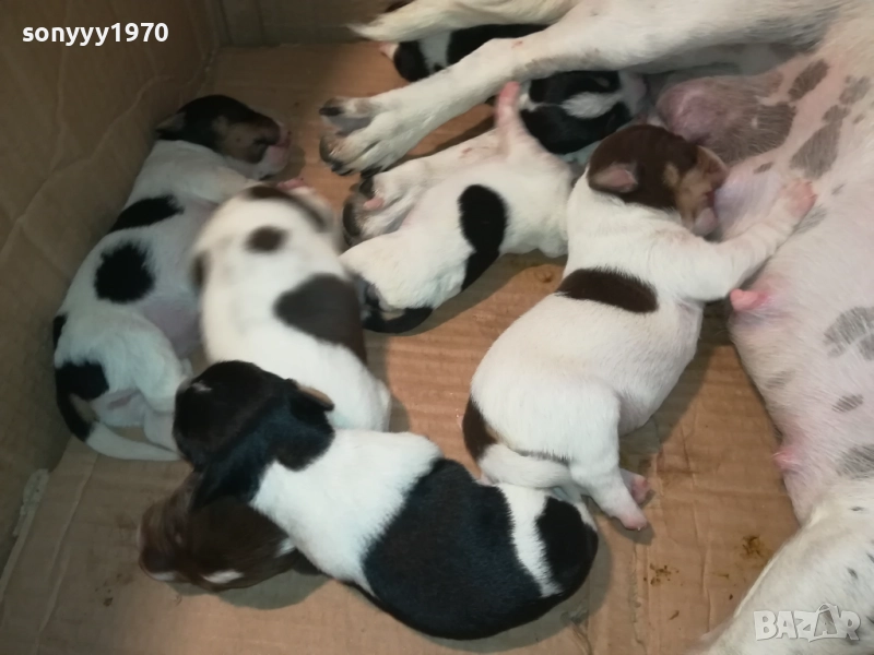 ДЖАК РЪСЕЛ-КУЧЕНЦА 2208250727, снимка 1