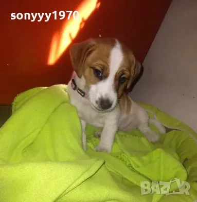 ДЖАК СИ ТЪРСИ ЖЕНСКА ЗА РАЗПЛОД 2804251917, снимка 1