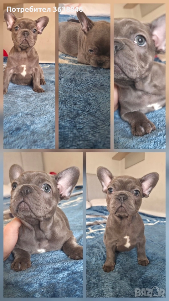Френски булдог, снимка 1