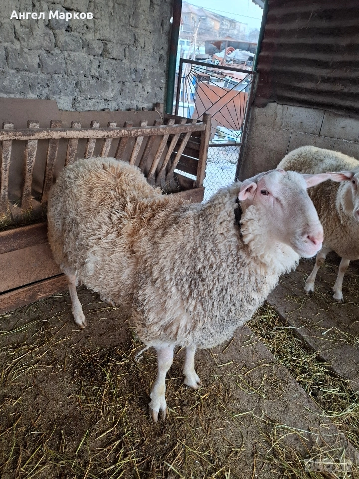 Продавам коч фризиец , снимка 1