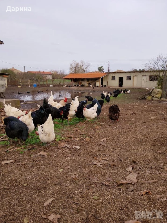 Оплодени яйца от кокошки Джърски Гигант, снимка 1