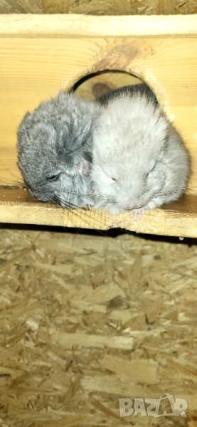 Продавам чинчила, снимка 1